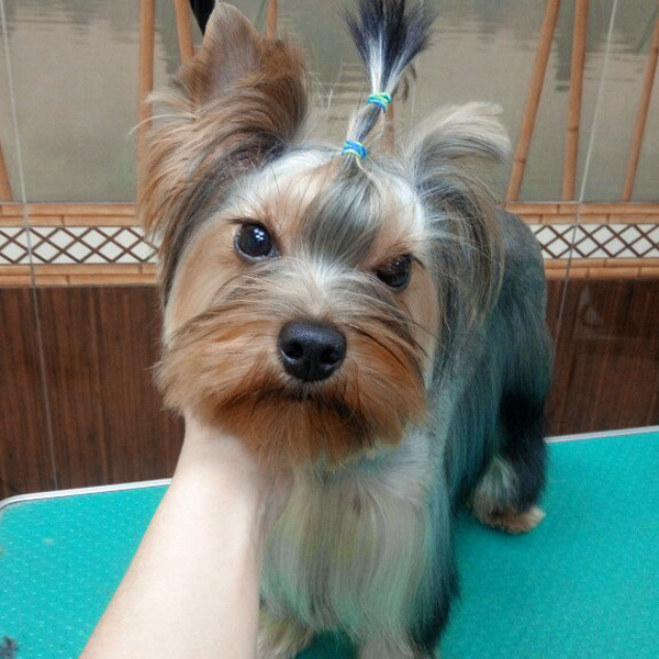 Йорк супер мини. Йорки екатеринбург. Йорки екатеринбург. Бивер йорк тристан от панды шарм. Екб ерк.