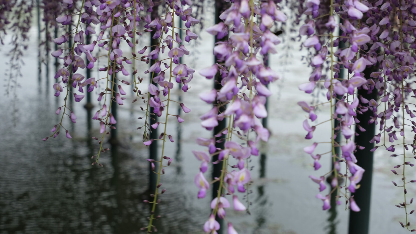 Цветущая глициния. Япония 