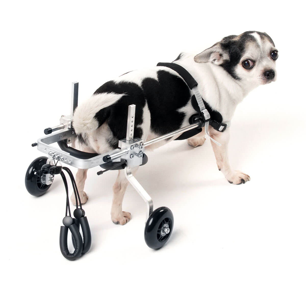 Купить инвалидную коляску для собаки на задние лапы (заказать тележку)