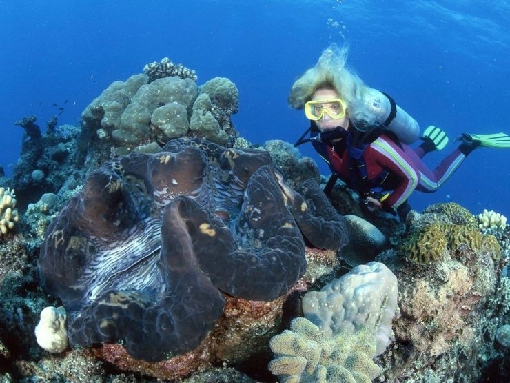 Giant clam reef in Puerto Galera