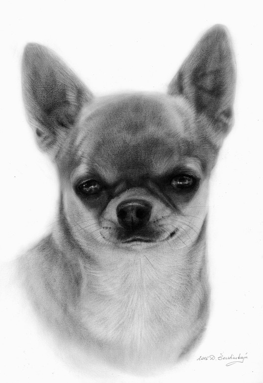 Pet Portrait Wildlife Artist Danguole Serstinskaja Chihuahua