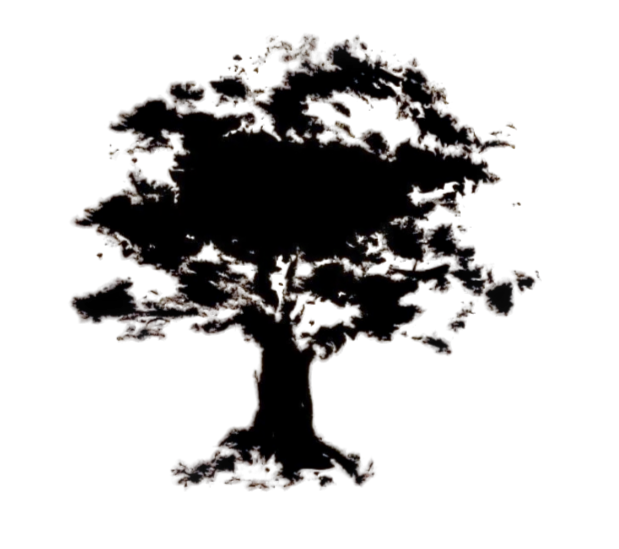 СИБИРСКАЯ ЛИСТВЕННИЦА