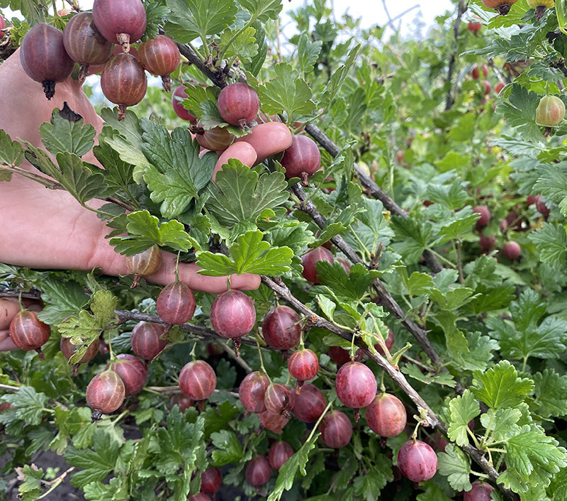 Крыжовник сорт кооператор. Крыжовник кооператор. Крыжовник пушкинский. Крыжовник кооператор. Крыжовник сорт кооператор.
