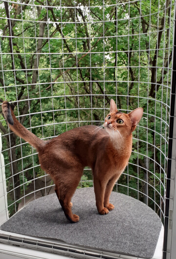 Балкон кошек «Васька» с ячейкой 50см