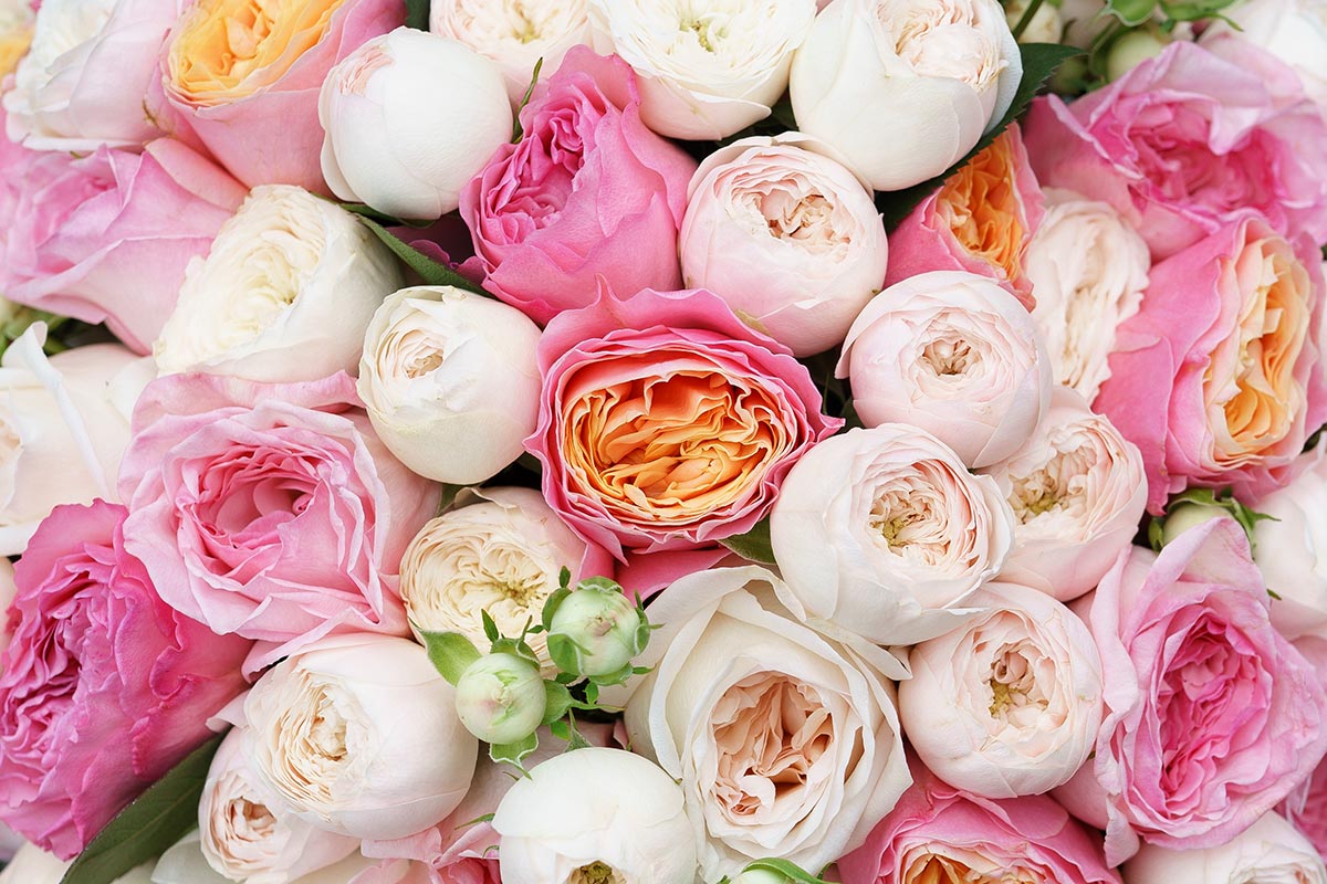 Примером плантации, практикующей окраску роз, является крупный производитель из Эквадора - Star Roses.