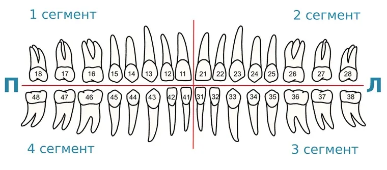 Схема сегментов зубов верхней и нижней челюсти