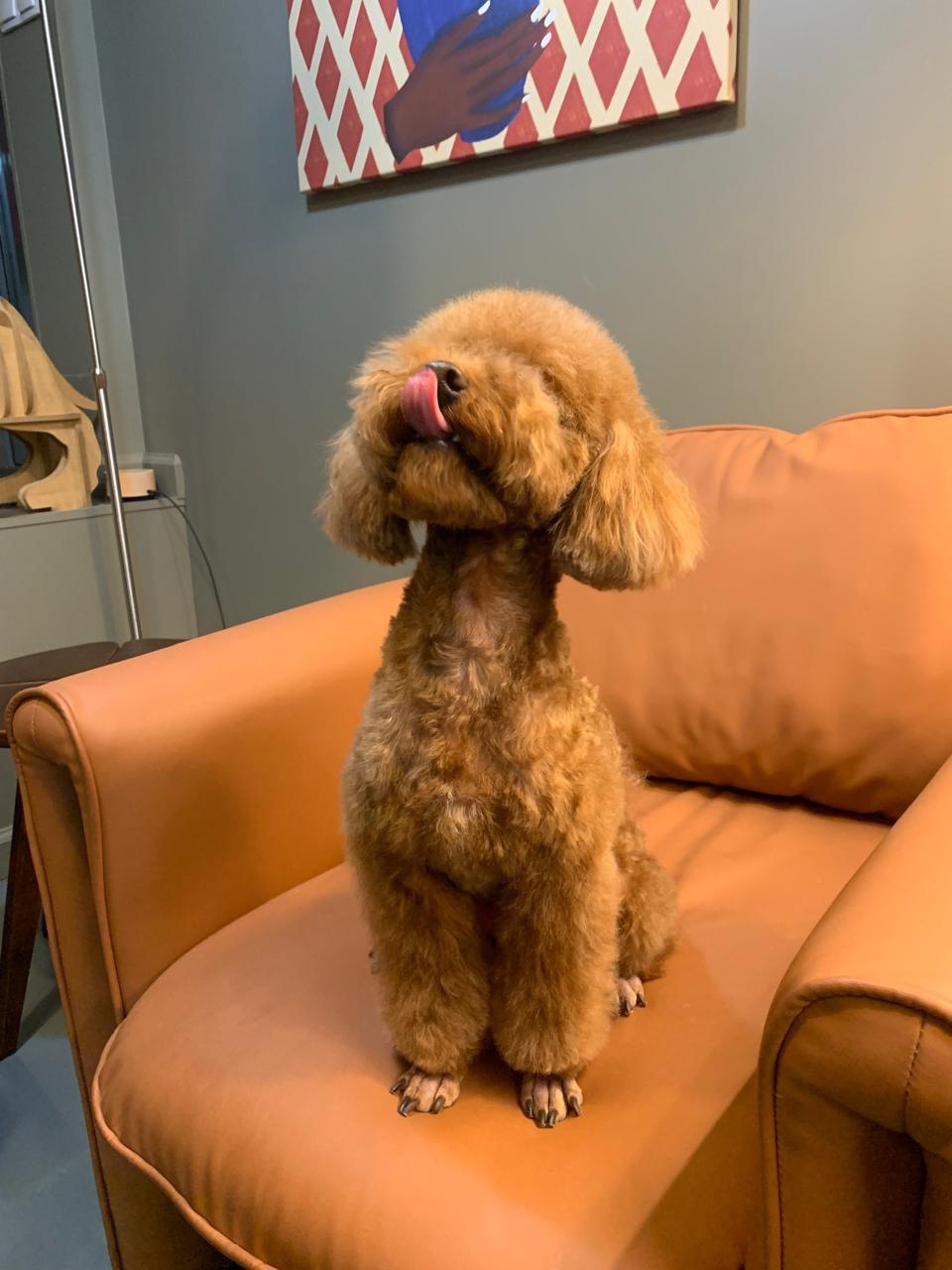 Груминг-салон Лучшие друзья в Санкт-Петербурге — санитарные дни