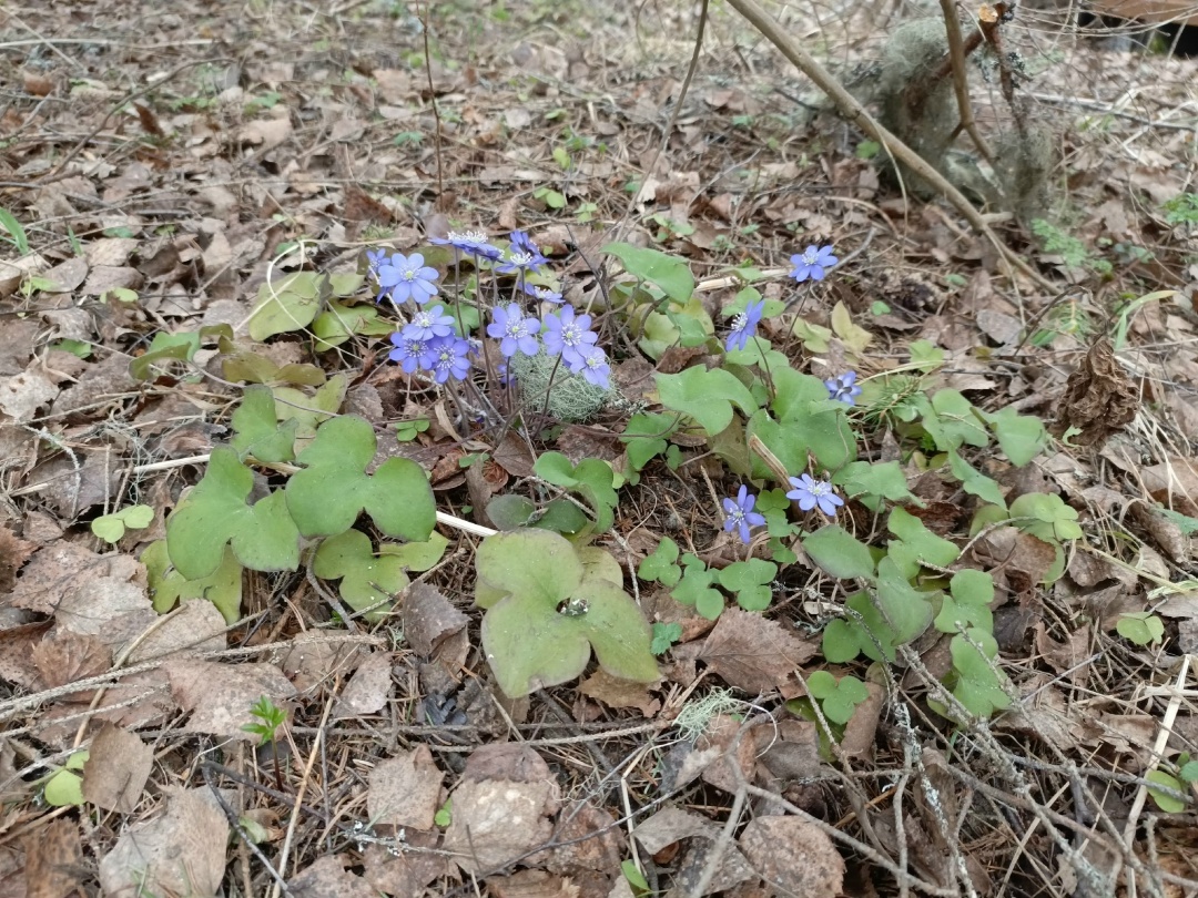Печёночница благородная (Hepatica nobilis Mill.) в дендрарии заповедника, фото С. Милевской, 16.04. 2026 г.