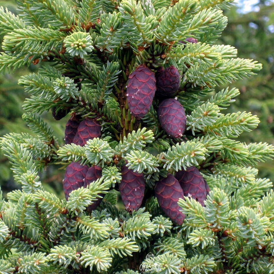 Seeds of Black spruce (Picea mariana, Picea nigra) — 20 pcs