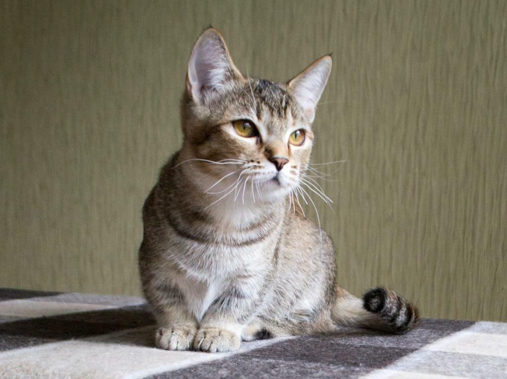 Манчкин: подробное описание породы кошек с короткими лапами