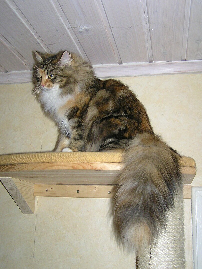 Сибирская кошка