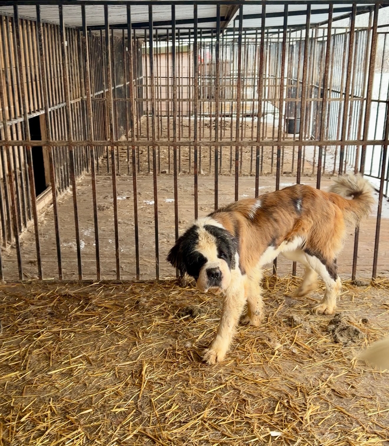 During an emergency inspection at a Polish kennel, dozens of dogs were found living in severe conditions