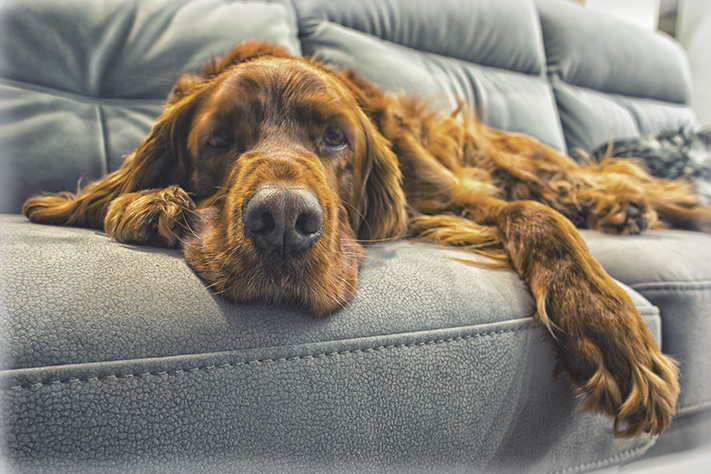 Благотворительный фонд поможи животных, помощь животным, взять кошку из приюта, взять собаку из приюта