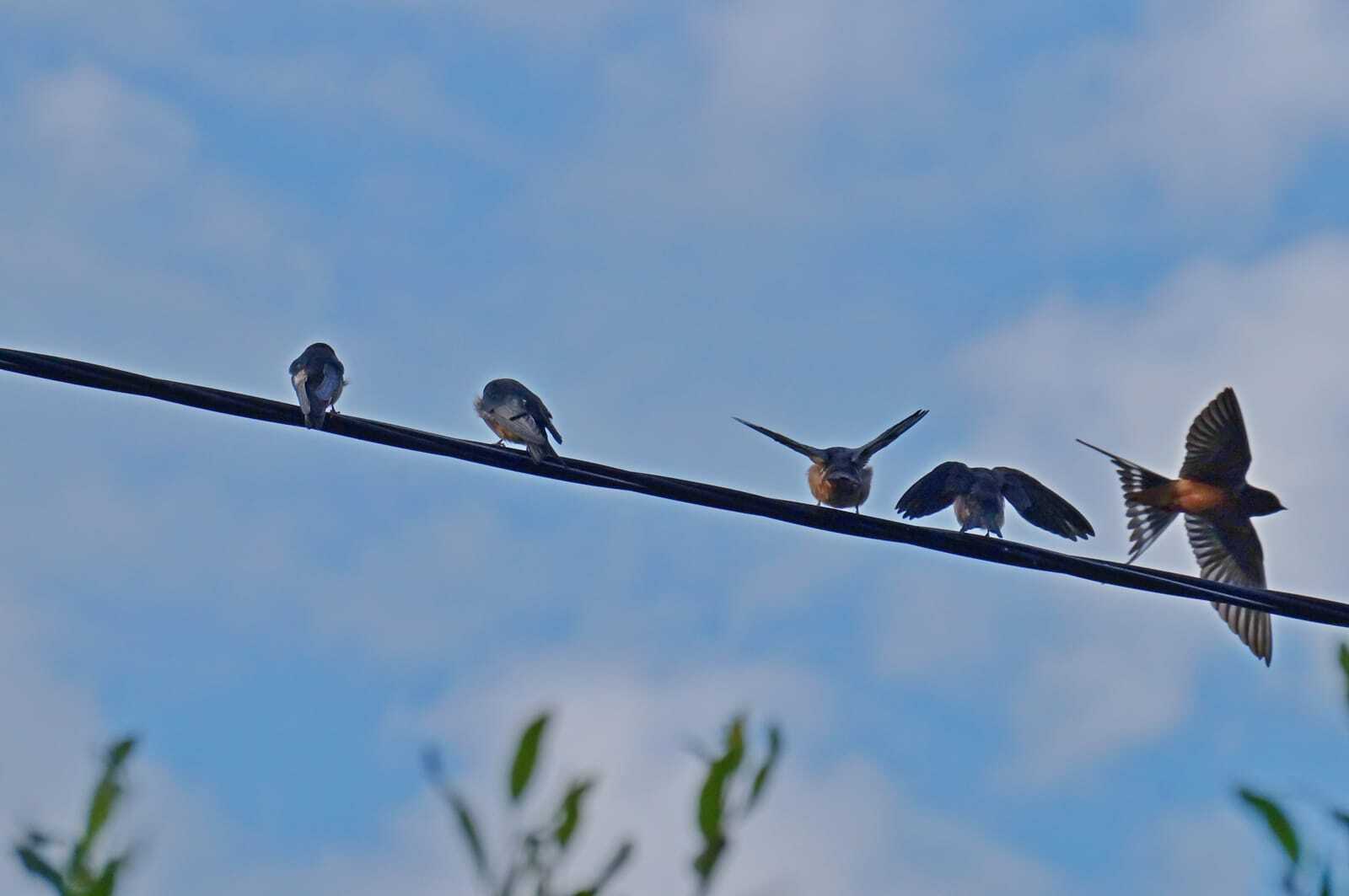 Осенний пролёт птиц, Байкальский заповедник