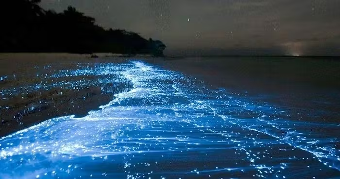 Holbox Bioluminescence | Holbox Travel