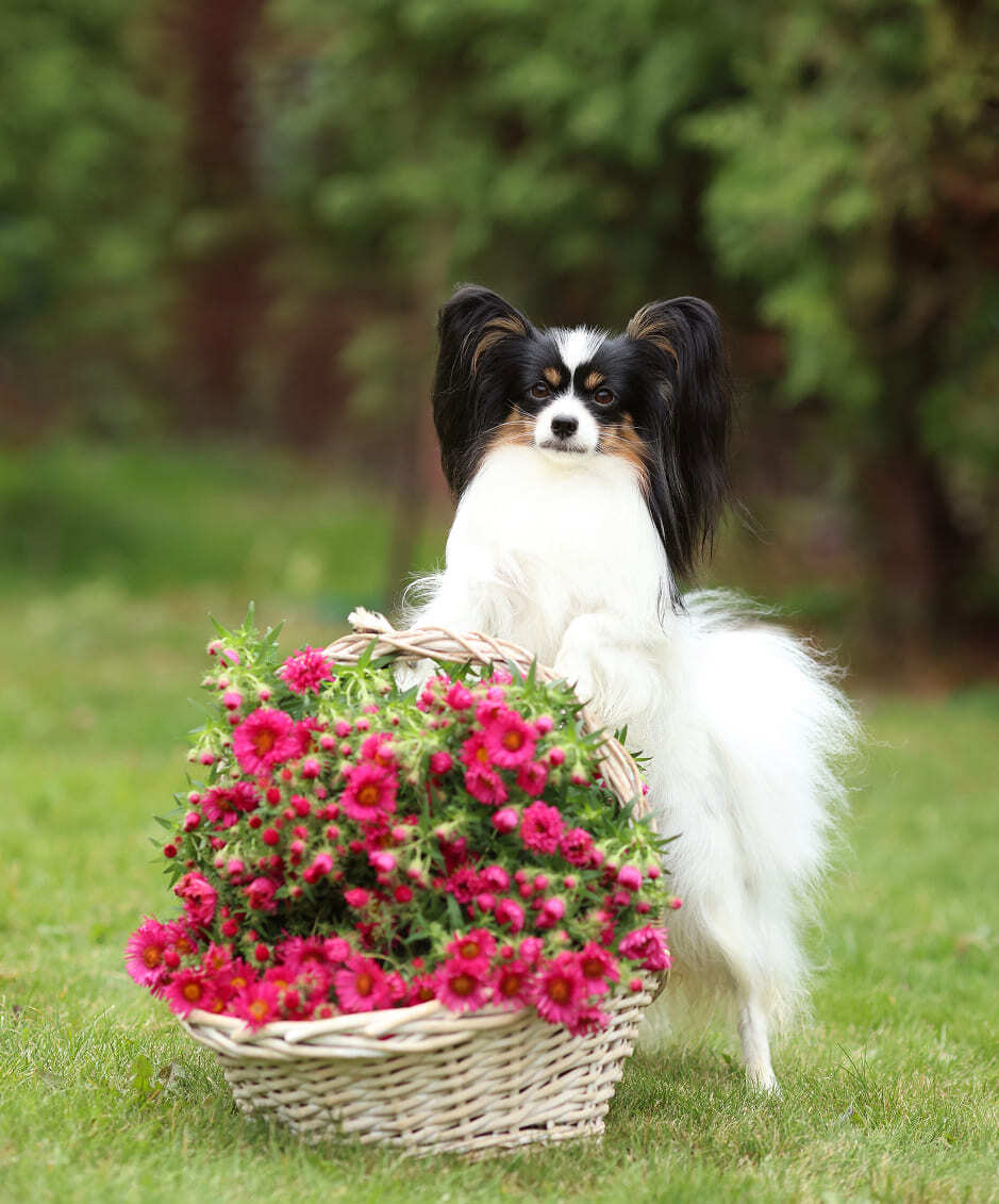 папийон у корзины с цветами