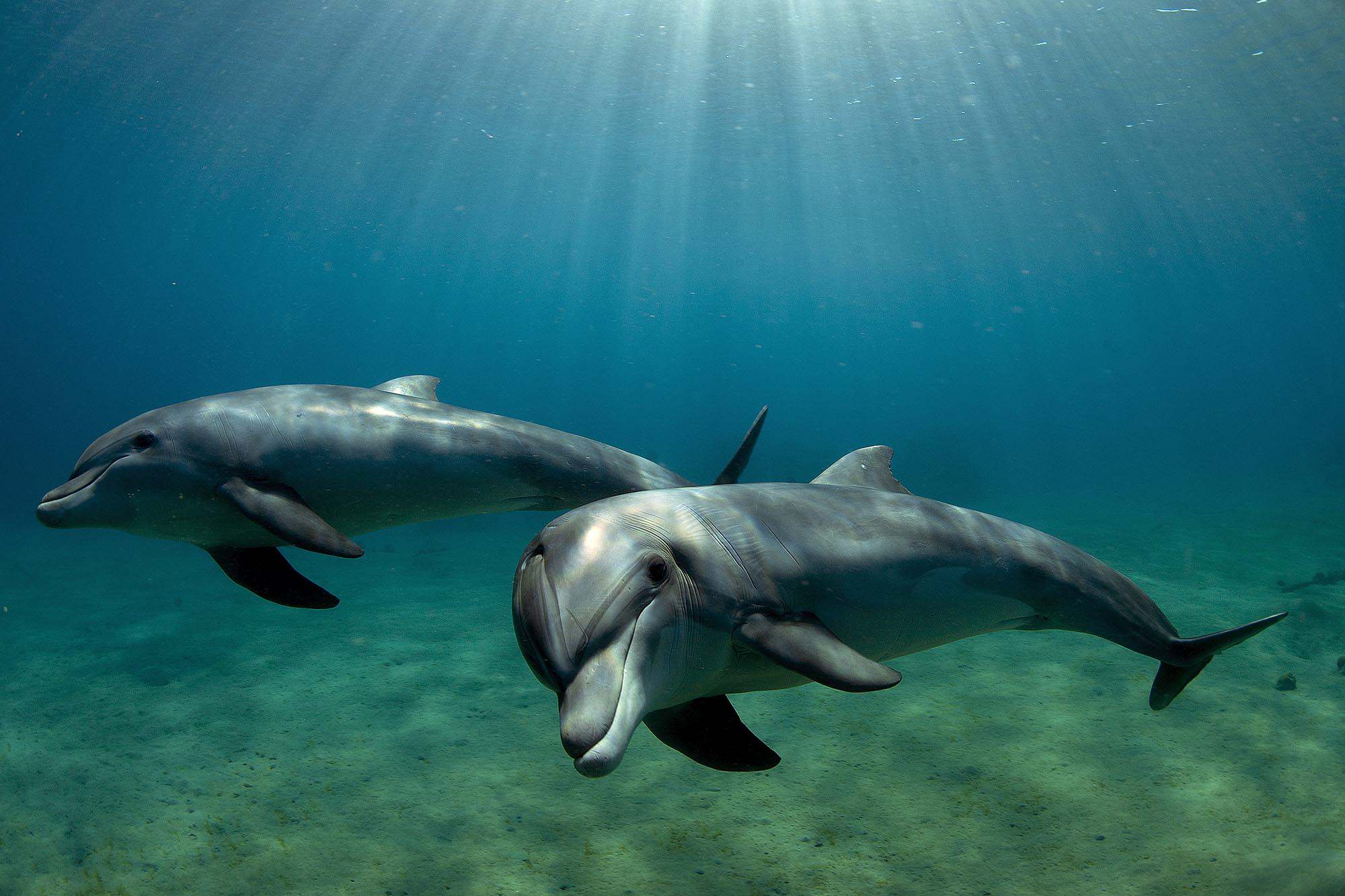 Дельфины черного моря