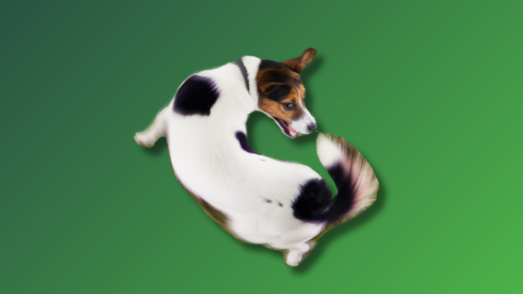 a dog chasing its tail, as all DSLs feel