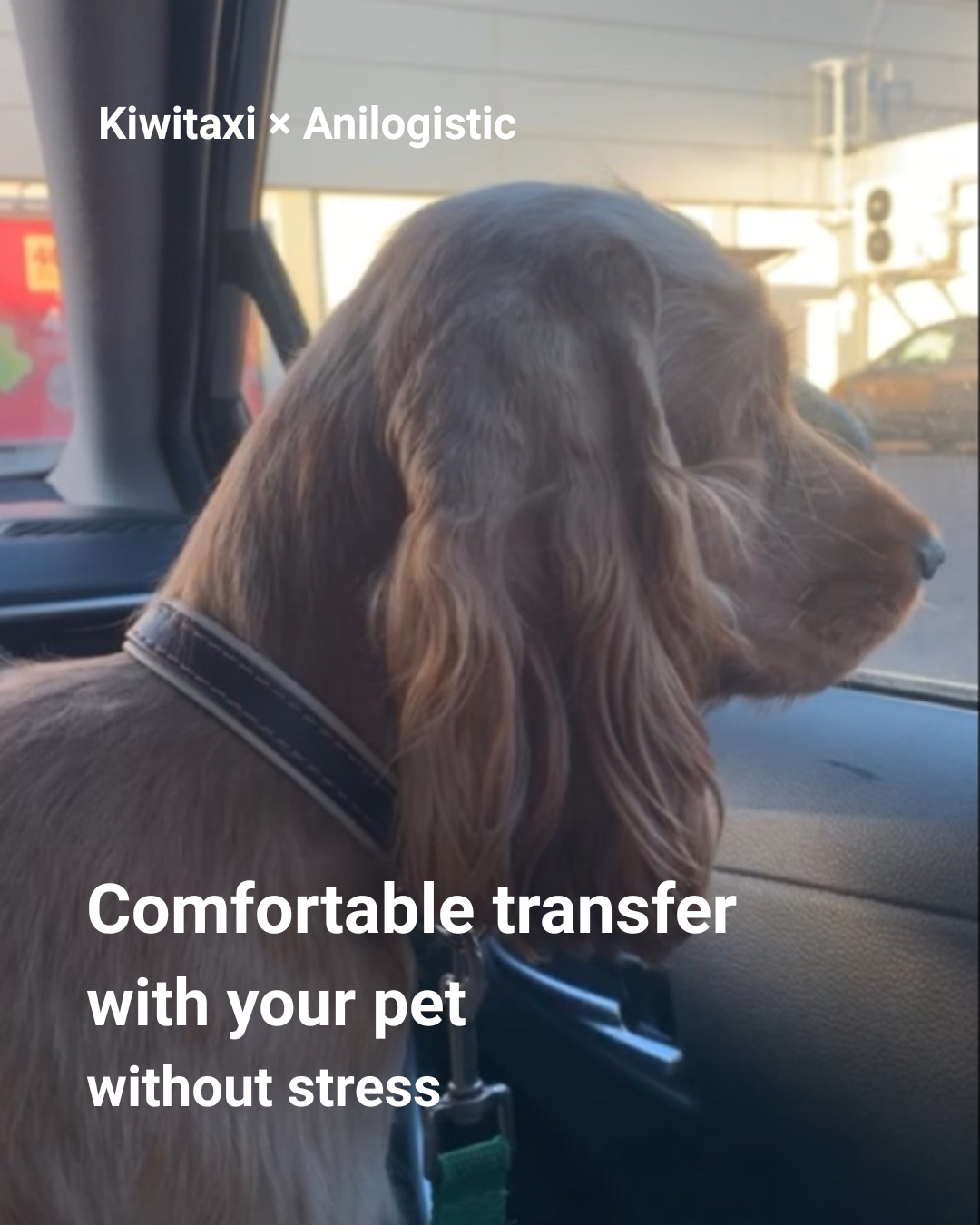 Pet-friendly transfer without stress — airport and intercity travel with Kiwitaxi and Anilogistic, comfortable transport for dogs and cats