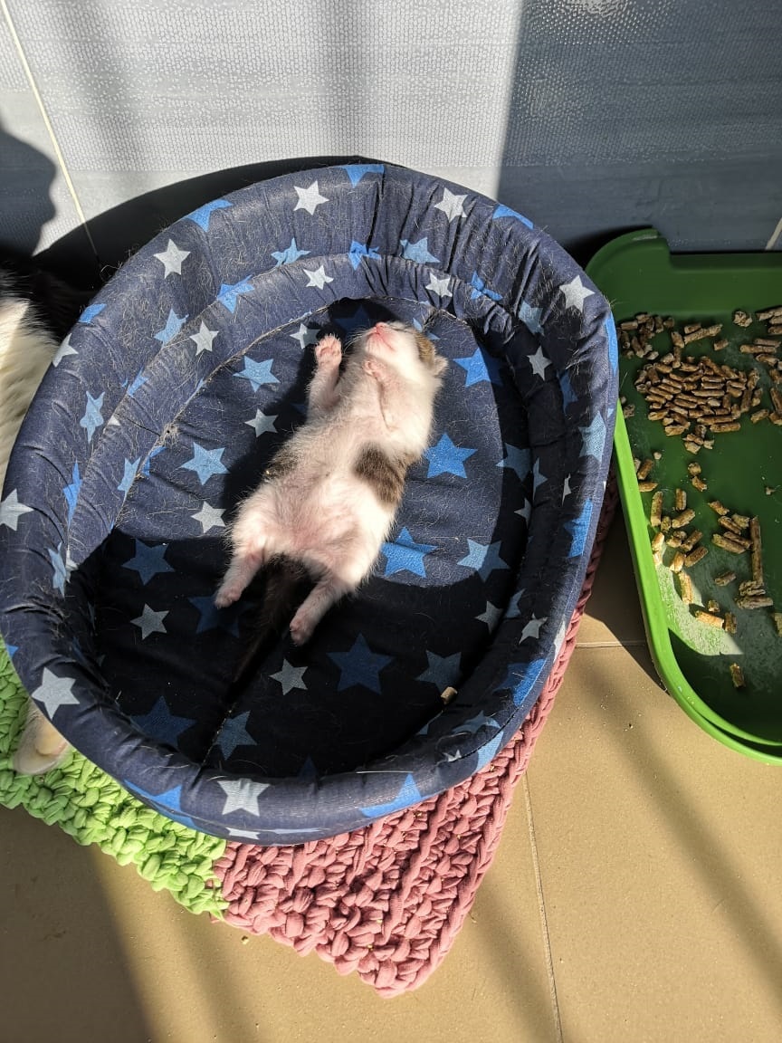 ветклиника на космонавтов, передержка животных