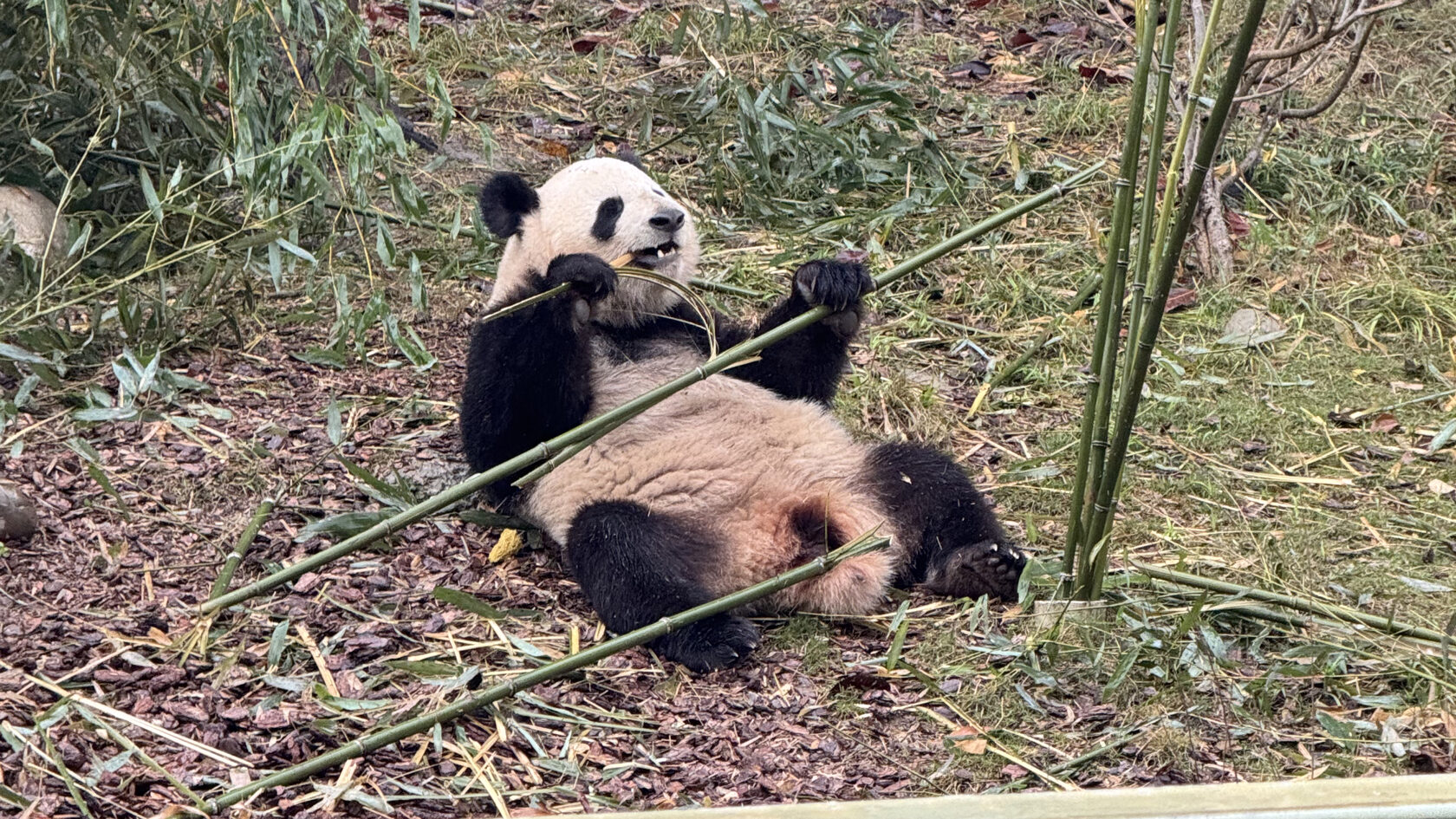 Научно-исследовательский центр по разведению больших панд
