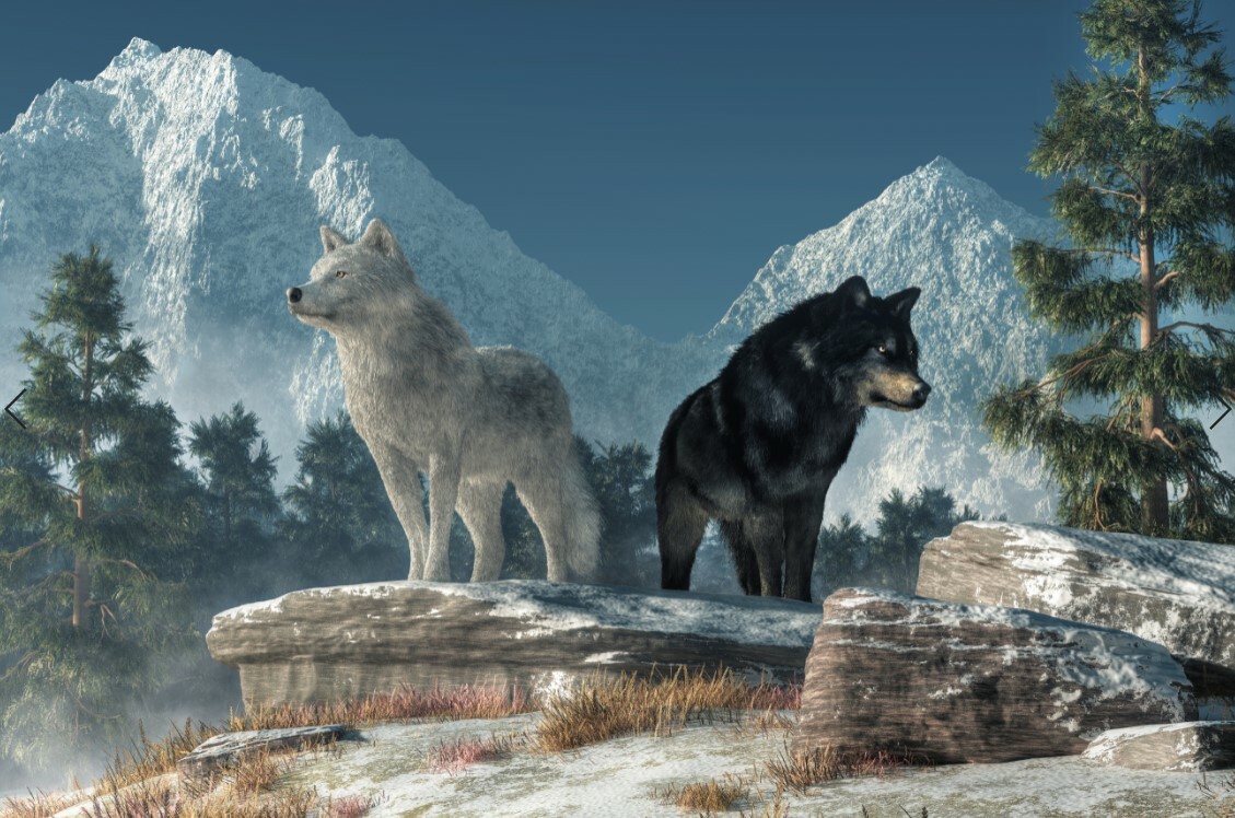 Белый волк и черный волк