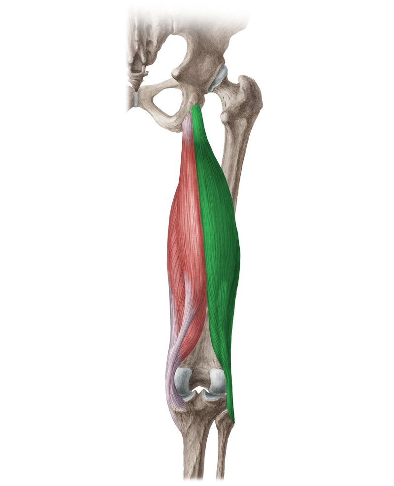 Полусухожильная мышца. Biceps femoris мышца. Semitendinosus мышца. Мускулюс бицепс феморис. Musculus Quadratus femoris движение.