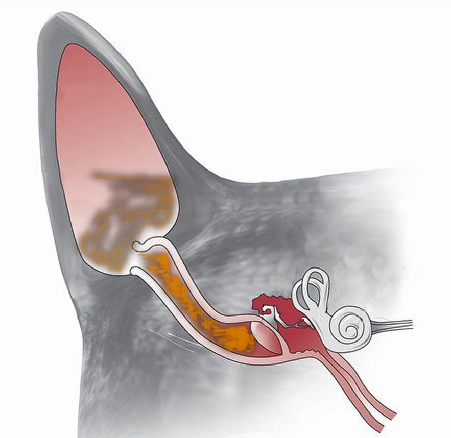 Анатомия ушного канала кошки