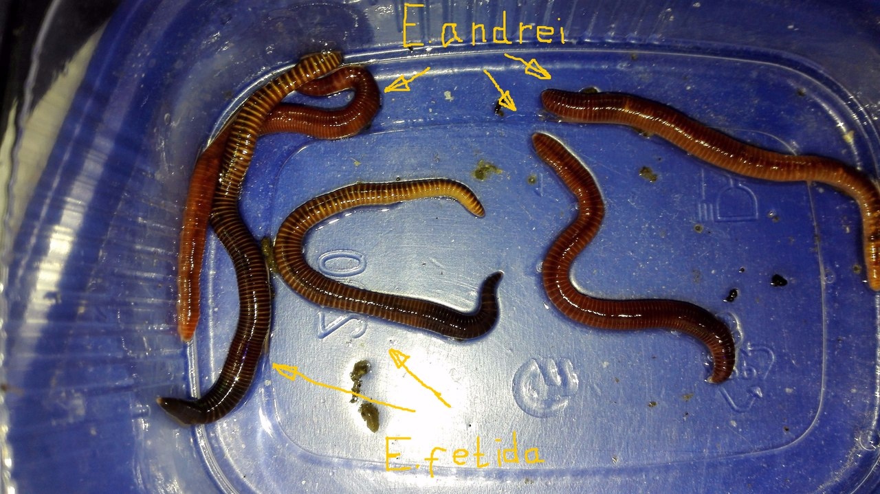 Черви часть 2. Eisenia foetida червь для вермикомпостеров. Или компостный червь (Eisenia Fetida.