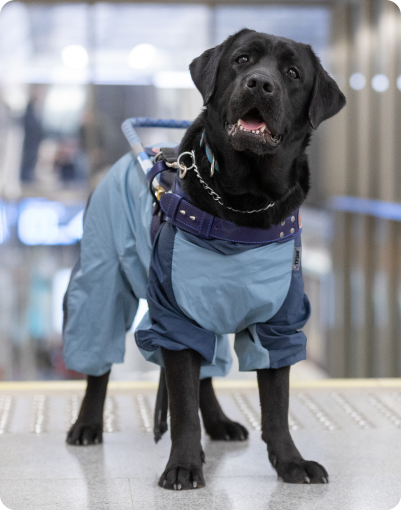 В большом холле перед спуском с лестницы стоит лабрадор черного окраса по кличке Верный. Задний фон фотографии размыт. Лабрадор стоит слегка по диагонали, его голова немного наклонена вправо и приподнята. Верный смотрит вдаль, его рот слегка приоткрыт. На нем кожаная шлейка собаки-поводыря темно-синего цвета, металлическая цепочка и классический ошейник. Верный одет в тонкую куртку приятного голубого цвета с синими вставками на рукавах для передних лап. Рукава для передних лап закатаны.