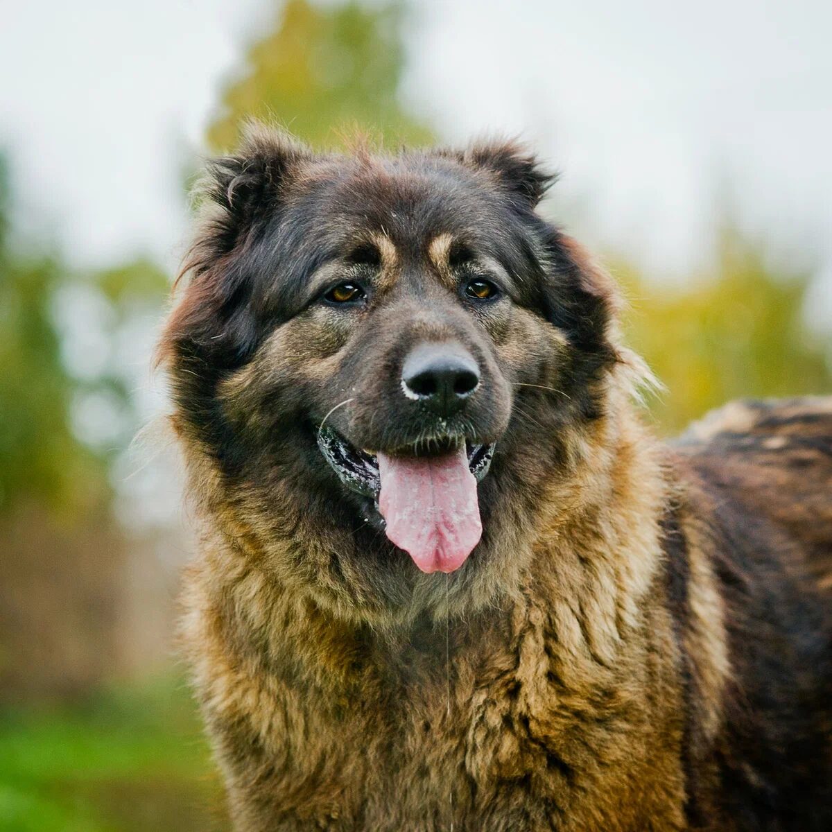 Dudusik Dog. Уроки - Как сделать укол злой собаке - Помощь кавказским  овчаркам