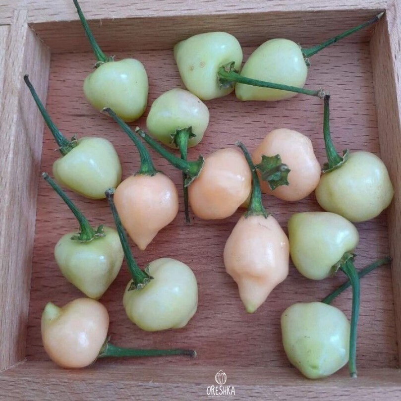 Seeds of Hot pepper Chulpetinho white (Capsicum) — 5 pcs