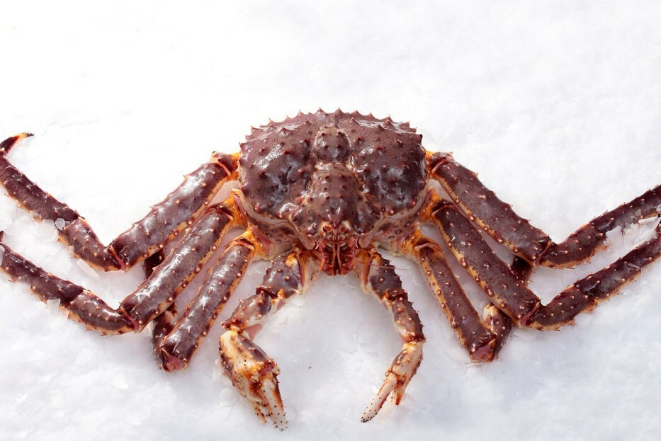 Live Red King Crab. Buy cheap in the online store Crab Store with