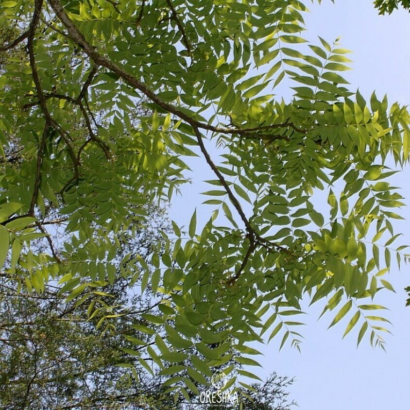 Texas walnut kernel edible high fat content walnut flavour small nut