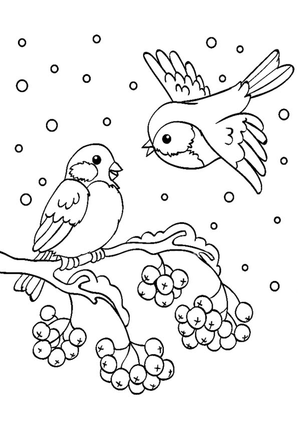 Раскраска снегирь | webmaster-korolev.ru