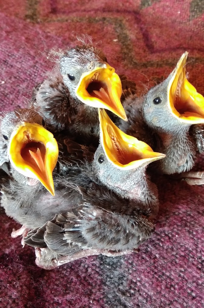 Можно ли кормить голубей во дворе дома и есть ли штрафы