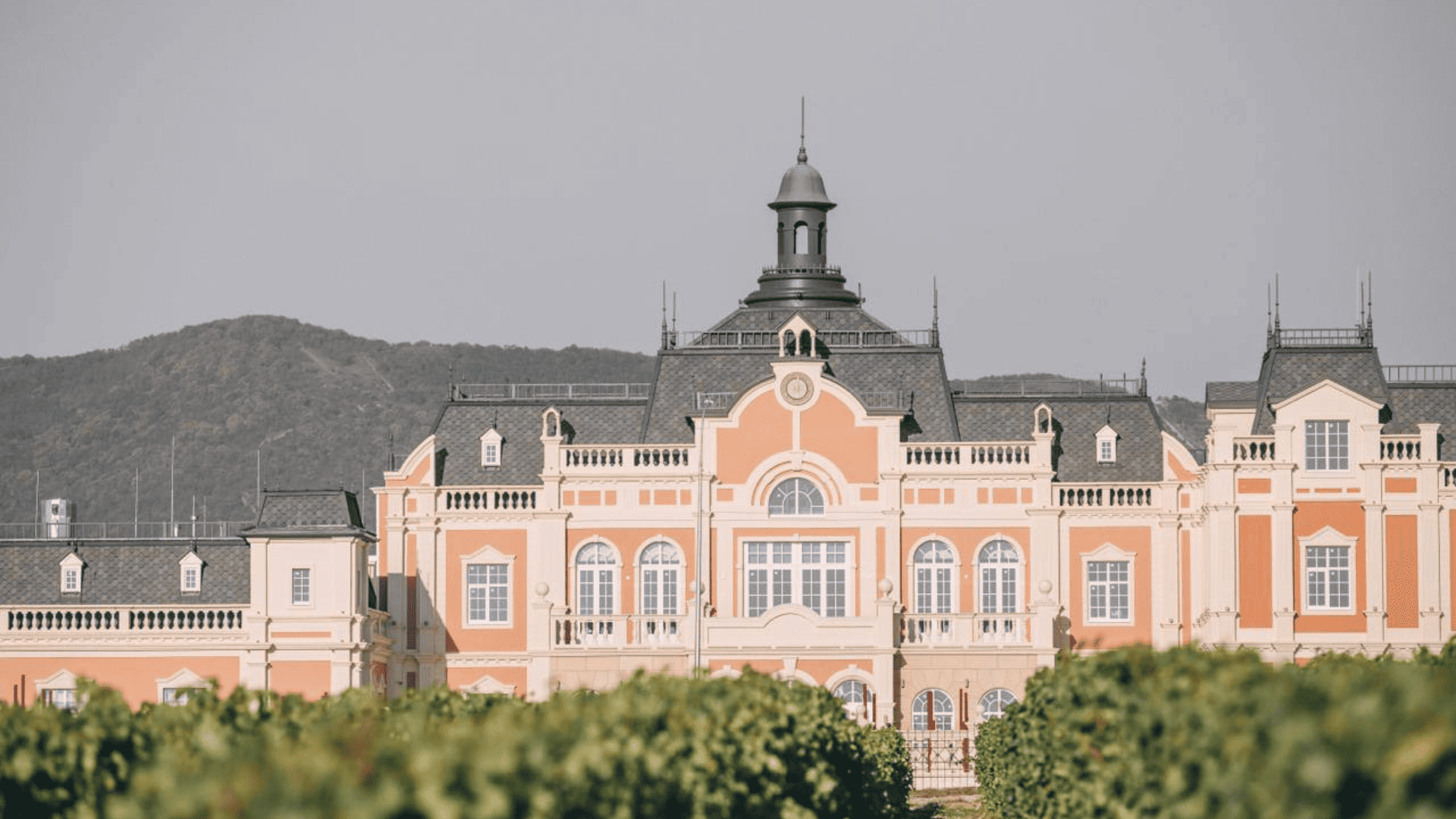 Шато де Талю, винодельня, старинная винодельня, винодельни России, виноградник, фотосессия в виноградниках, Большой русское вино, русское вино, вино для гостей, вино для свадьбы