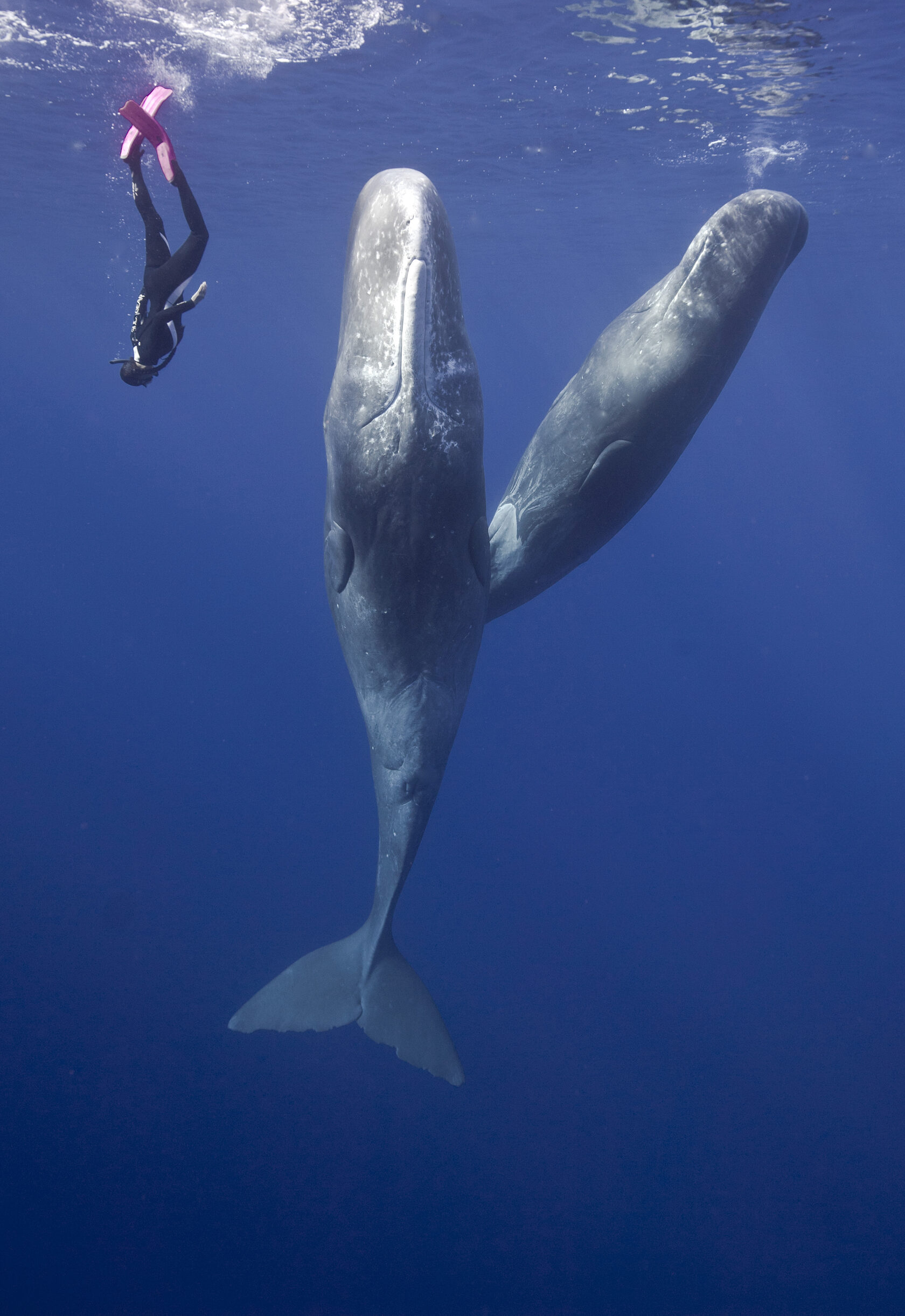 Whales World, Мир горбатых китов Королевства Тонга