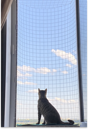 В балконе кошек «Васька» кот смотрит на облака