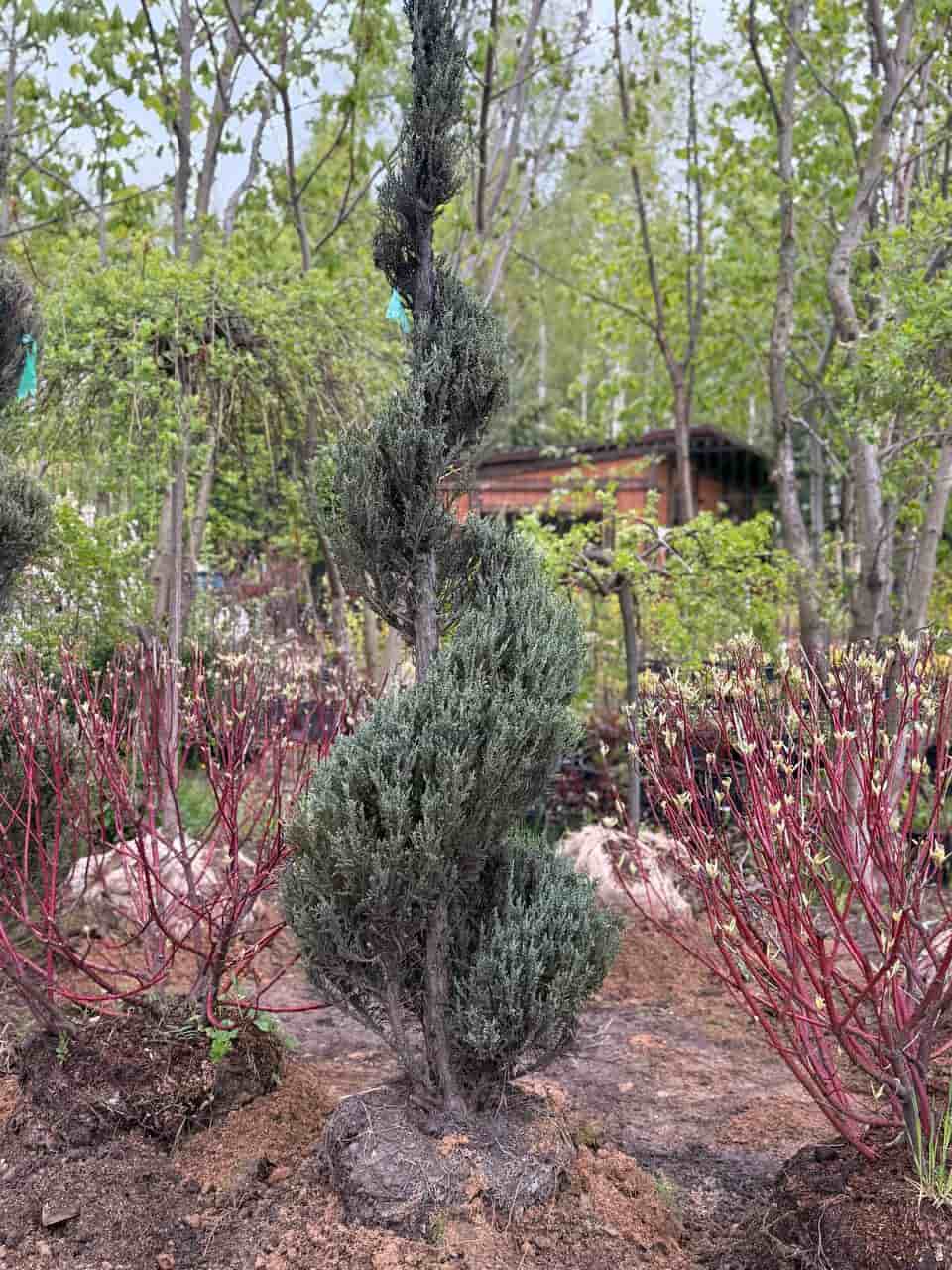 Можжевельник Скайрокет «Спираль» купить в Мособлсад