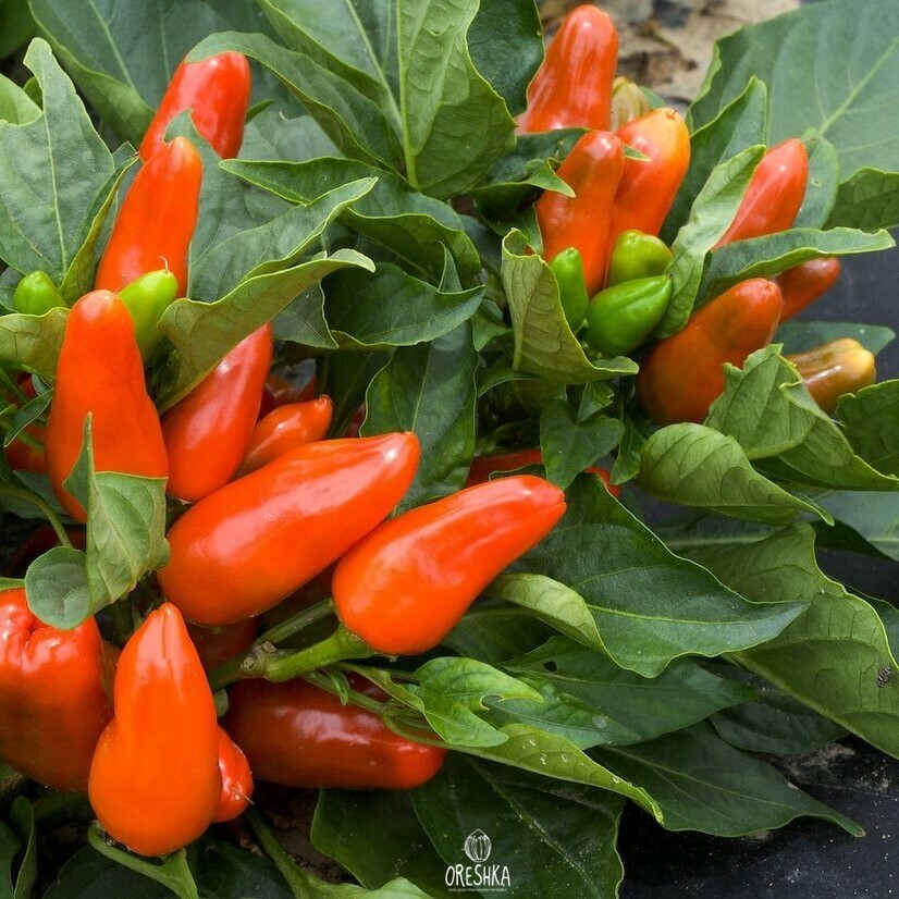 Seeds of Hot pepper Tangerine (Capsicum) — 5 pcs