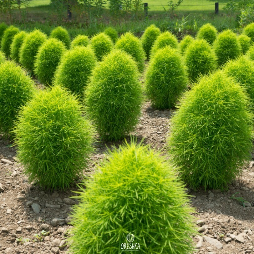 Куст кохия картинки