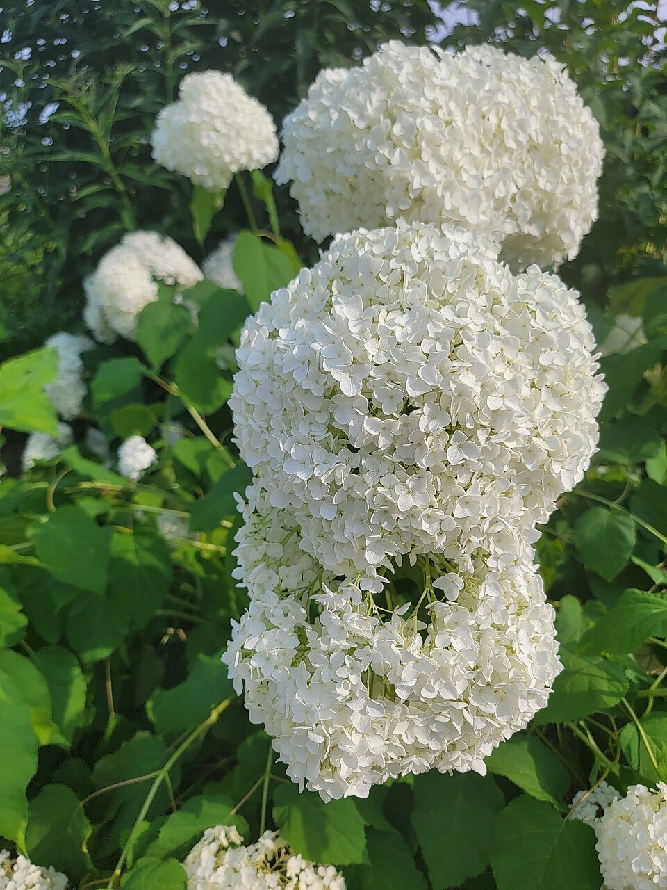 Белая гортензия