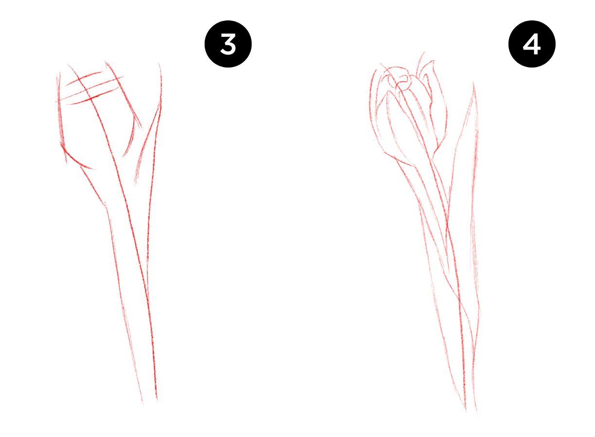 how to draw a tulip step by step easy