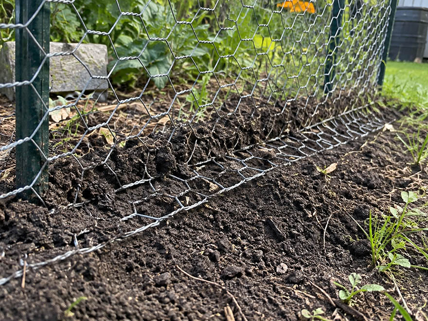 Close-up of buried chicken-wire fence base that stops rabbits from digging under