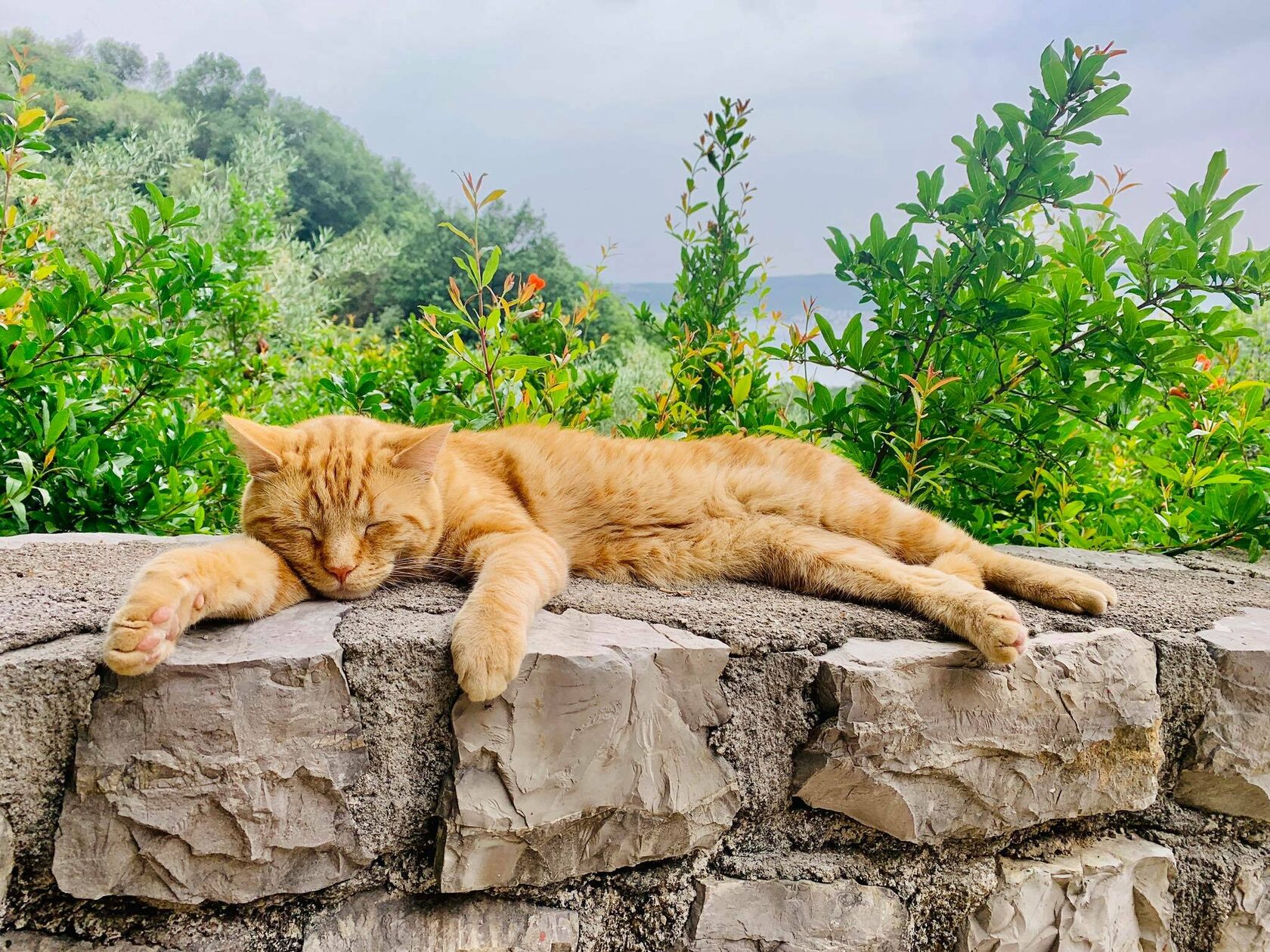 Where-to-adopt-cats-in-montenegro-bring-a-kitty-home