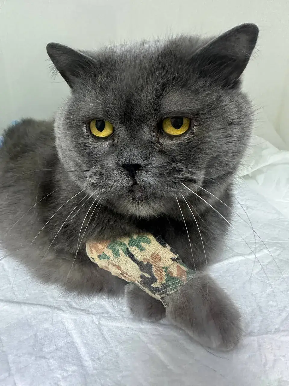 Серый британский кот