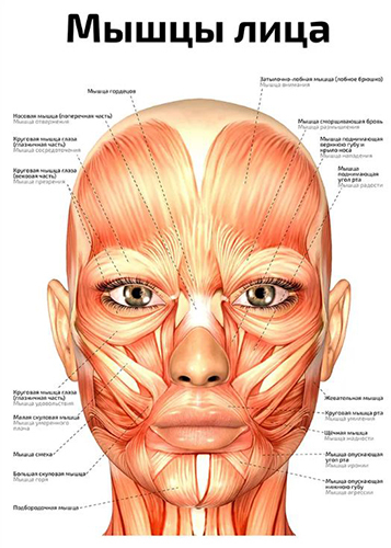 Старение черепа