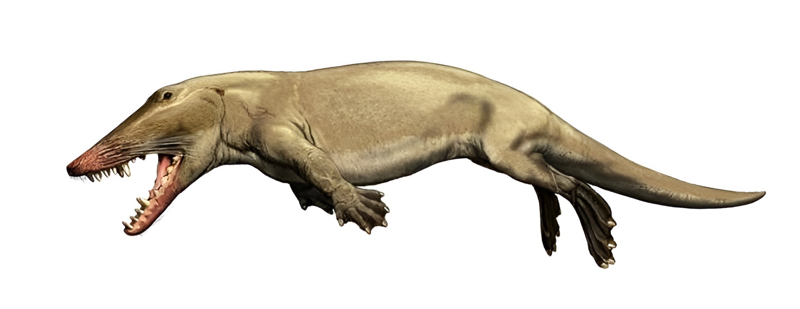 Амбулоцет - переходное звено между современными китообразными и их сухопутными предками (реконструкция)