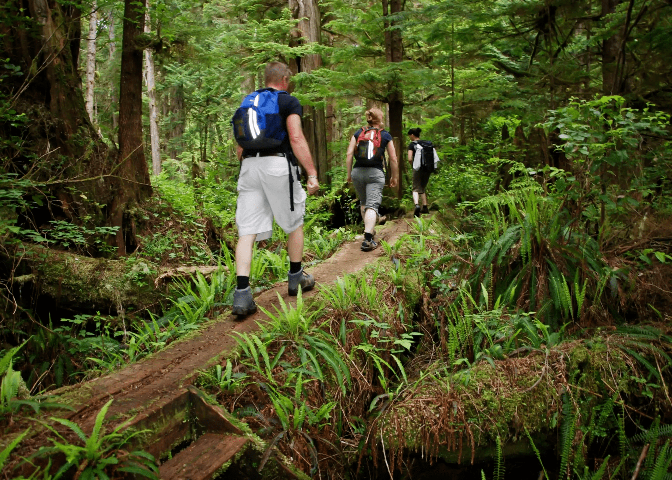 Forest guide. Экскурсия по лесу. Туризм в лесу. Экскурсия по лесу для школьников. Экотуризм в лесу.